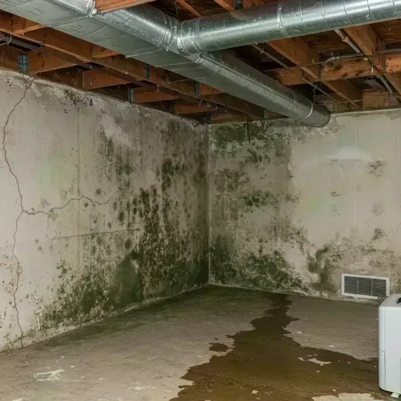 Professional Mold Removal in Winterport, ME